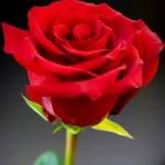 Sameer Naik - @naik80179 - Instagram