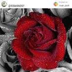 Sufi Sameer - Facebook