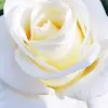 samer abbas - @samer.abbas943 - TikTok