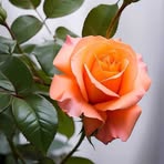 Samer Ayoub - Facebook