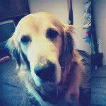 sami_golden - @sami_golden19 - Instagram
