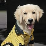 🆂🅰🅼🆄🆄🐶🐕 - @sami_golden_retriver - Instagram
