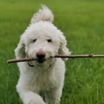 Sami_GoldenDoodle - @sami_goldendoodle - Instagram