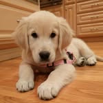 Sami the Golden - @samigoldengirl - Instagram
