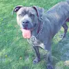 Sami Krueger - @kiara.the.cane.corso - TikTok