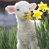 sami_lamb2.0 - @sami_lamb2.0 - TikTok