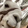 sami - @samilevick - TikTok