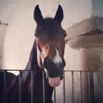 Aga - @sami.littlepig - Instagram