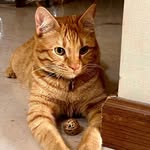 @sami_little.ginger.tiger - Instagram