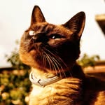 🐈Sami😼 - @sami.littlecat - Instagram