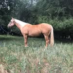 Sami Logan - @loganperfhorses - Instagram