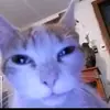 SamiMatthews - @ratrahidd6l - TikTok