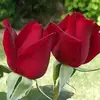 Sam  Sam  Sami - @sami.nassar759 - TikTok