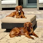 Sami & Oliver - @twogoldensandanub - Instagram