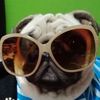 Agente P - @sami_perry - TikTok