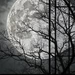 گیفت عروسی - @samira_mosavi_27 - Instagram