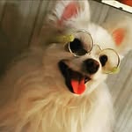 luca🐶 - @samiramosayebi58 - Instagram