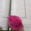 وردة لياسمين💗 - @samirhussen40 - TikTok