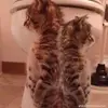sami_reed - @sami_reed - TikTok