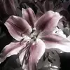 sa.mirxxx😮‍💨 - @samirocha092 - TikTok