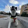 Sami Saada - @samisaada7 - TikTok