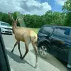 sami saba - @sami.saba - TikTok