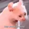 sami_sandoval1421 - @sami_sandoval1421 - TikTok
