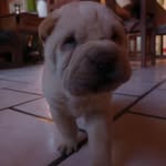@sami.sharpei.ok - Instagram