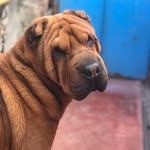 Sami ❤️ - @sami_sharpei - Instagram