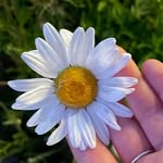 Sami Sharp - @pressedflowersbysami - Instagram