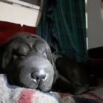 samisharpei - @samisharp12 - Instagram