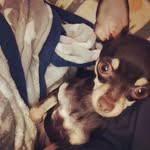 Sami Sherman Hudak - @samichihuahua - Instagram