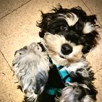 Sami Joy Simon cockapoo - Facebook