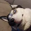 samisimpson786 - @samisimpson786 - TikTok