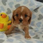 Sami Slater - @samithecavi - Instagram