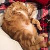 Caring for my pets! - @samismallwood - TikTok