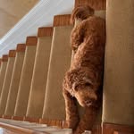 Sami Stein - gal goldendoodle - @samithegirldood - Instagram