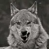 sami wolf - @sami.wolf - TikTok