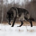 Sami Wolf - Facebook