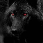 Sami Wolf - Facebook