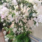 Samia Abbas - @samia.abbas.501 - Instagram