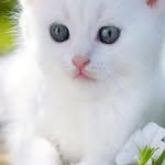 Samia Amer - @samia_amer_ssh - Instagram