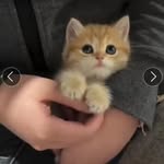 Samia Amer - @samia.amer.798 - Instagram