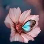 Samia Bell - Facebook