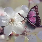 @samia_cheema01 - Instagram