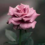 Samia Costa - Facebook