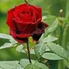Samia Haider - @samiahaider3 - TikTok