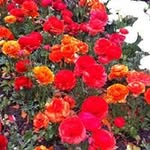 Samia Hussain - @samiahussain23 - Instagram