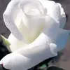 كل الصحاب المصلحجيه - @samiamoses0 - TikTok