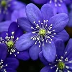 Samia Ward - Facebook